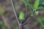 Jimsonweed